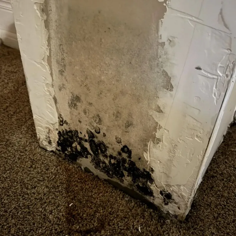 Professional Mold Removal in Moroni, UT